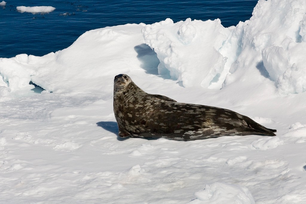 Weddell seal.20081117_4922.jpg - Weddell Seal (Leptonychotes weddllii), Antarctica November 2008